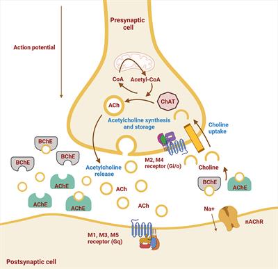 Potential revival of cholinesterase inhibitors as drugs in veterinary medicine